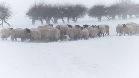 Schafe-Drängen-Sich-Während-Eines-Winterlichen-Schneesturms-Um-Futtertröge