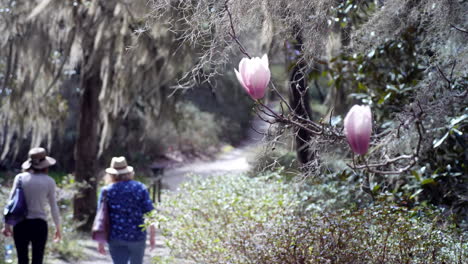 Frauen-Gehen-An-Einem-Frühlingsmorgen-Einen-Pfad-Im-Tiefland-Von-South-Carolina-Entlang,-Während-Im-Vordergrund-Magnolien-Blühen