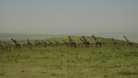Giraffes-on-the-green-hills-of-Ngorngoro-ridge-conservation-area,-Tanzania