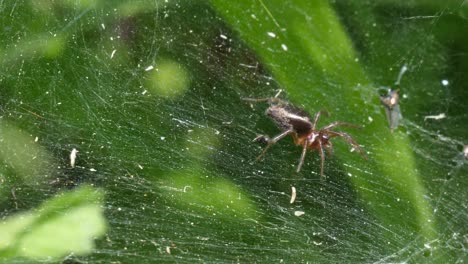 Macro,-slow-motion-following-shot-of-a-small-brown-spider-walking-over-her-spider-web