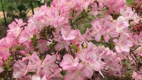 Rhododendron-flowering-shrubs,-trees,-bushes-in-full-bloom-in-the-spring