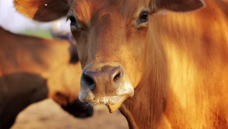 Close-up-of-a-Cow-with-flies-around