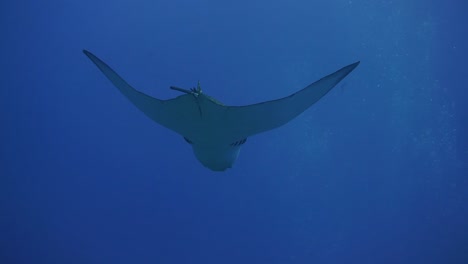 a-calm-eagle-ray-is-calmly-hovering-in-the-current