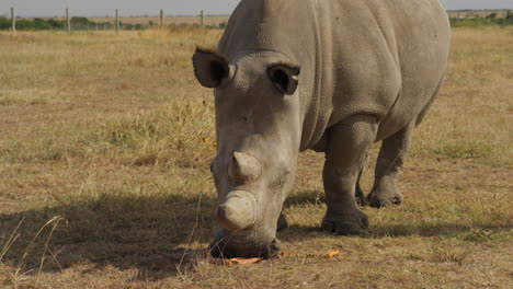 Endangered-female-Northern-White-Rhinoceros-in-Ol-Pejeta,-Kenya