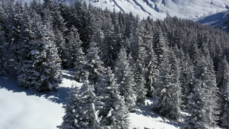 Luftaufnahme,-Die-über-Einen-Verschneiten-Wald-Fliegt,-Bevor-Sie-Nach-Oben-Schwenkt,-Um-Den-Mont-Blanc-Und-Die-Skyline-Der-Berge-Zu-Sehen