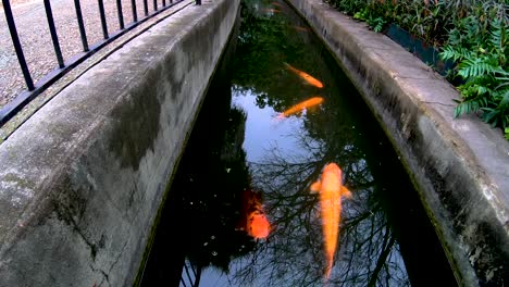 Koi-swim-in-the-irrigation-canals-around-the-Alamo-Mission