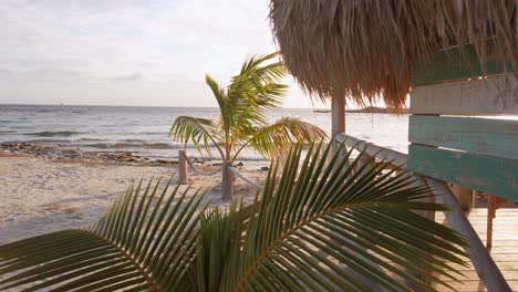 Small-Palm-tree-close-to-the-beach-shore