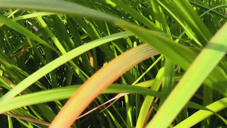 intense-Close-Up-of-Wild-Reeds