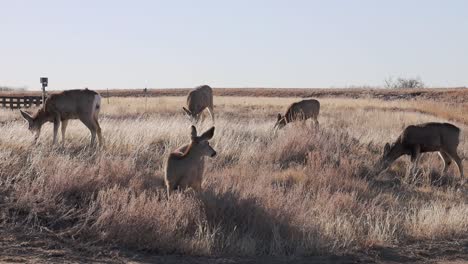 A-herd-of-Mule-Deer-feeding-at-sunrise,-filmed-at-the-Rocky-Mountain-Arsenal,-Colorado,-USA