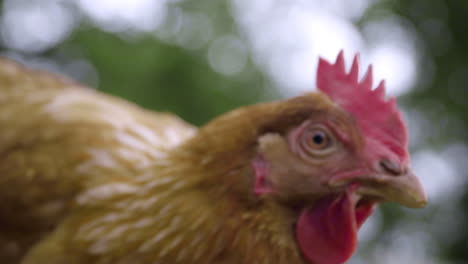 Close-up-chicken-looking-directly-at-lens-in-slow-motion