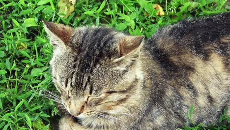 Adult-Domestic-Cat-Sitting-in-the-green-grass-on-a-sunny-day