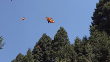 Slow-motion-shot-of-Monarch-Butterflies-flying