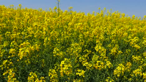 Fields-with-blooming-rapeseed