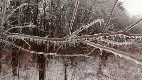 A-closeup-of-formed-icicles-on-hanging-branches-of-trees-in-nature
