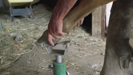 Horse-farrier-using-a-rasp-to-file-the-front-toe-of-a-Quarter-horse's-hoof