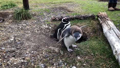 Familia-De-Pingüinos-Relajándose-Cerca-De-Su-Nido