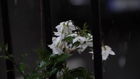 Ice-drops-hitting-a-white-flower-during-a-hail-at-a-balcony-in-downtown,-180-fps-slow-motion