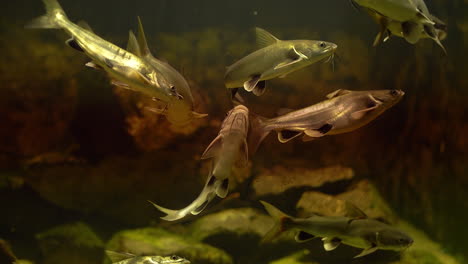 Catfish-swimming-around-in-group-underwater