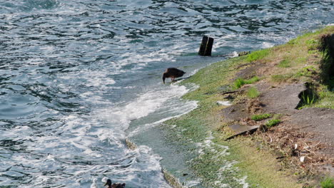 ducks-walking-along-the-lakeshore,-waves-crushing