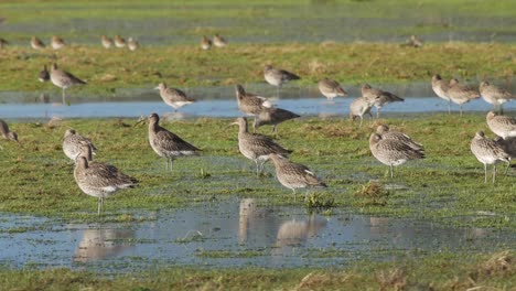 A-group-of-curlews-resting-on-a-flooded-field-at-Caerlaverock-wetland-centre-South-West-Scotland