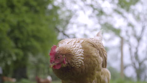Chicken-walks-towards-camera-in-green-pasture-in-100fps