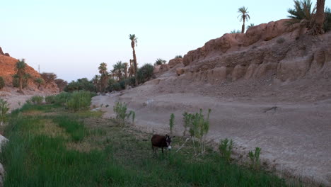 A-small-oasis-with-a-donkey,-in-the-Sahara-desert-of-Morocco,-during