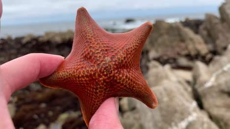 Hand-holding-and-closely-observing-a-live-sea-star-out-of-water-while-exploring-and-discovering-ocean-tide-pools-in-the-Pacific-Coast-of-California