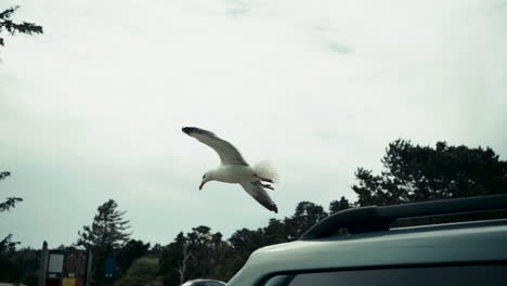 Slow-motion-clip-of-sea-gull-sitting-on-the-roof-of-an-SUV-and-then-flying-away-and-landing-nearby