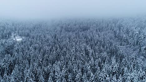 Slow-backwards-ramp-out-of-mysterious-foggy-forest-during-winter-season