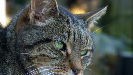 Close-up-of-a-Tabby-cat's-head-looking-to-the-right-of-the-camera