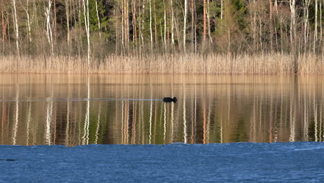 Mittlere-Aufnahme-Eines-Silhouettierten-Wasservogels,-Der-An-Einem-Sonnigen-Tag-über-Die-Seeoberfläche-Schwimmt,-Mit-Schilf-Und-Bäumen-Im-Hintergrund