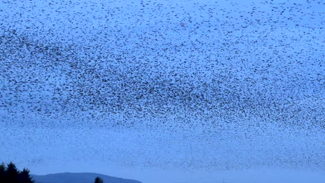Thousands-of-European-starlings-murmuration-before-the-birds-go-to-roost-against-the-cold-winter's-evening-sky-in-Cumbria