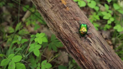 truck-left-high-angle-macro-shot-of-a-dogbane-beetle-sitting-on-a-branch-in-the-forest-motionless