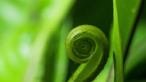 Birds-nest-fern-opening,-camera-follow-spiral-up-plant