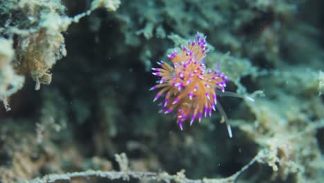 A-pink-coloured-Nudibranch-swaying-in-the-ocean-current