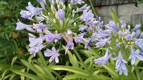 Abejorro-Polinizando-Y-Comiendo-Néctar-Forman-Un-Grupo-De-Flores-Violetas