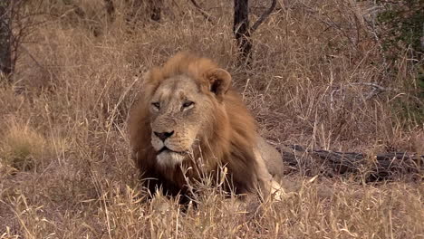 Dominant-king-of-the-jungle-lion-resting-and-looking-in-the-wilderness-of-the-Greater-Kruger-National-Park