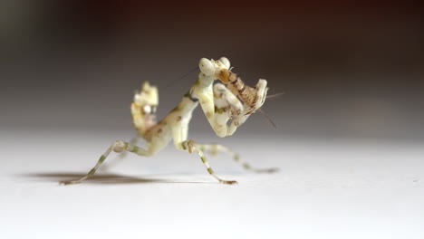 White-mantis-eats-cricket.-Macro-shot-in-UHD