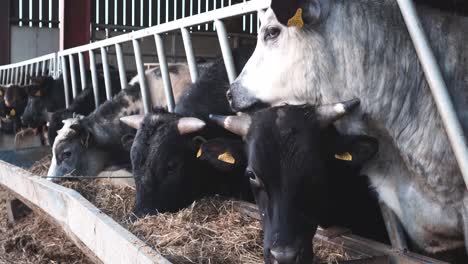 Junge-Kühe-Füttern-An-Einem-Sonnigen-Nachmittag