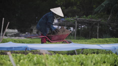 A-traditional-organic-subsistence-farmer-throws-compost-soil-onto-vegetable-patch-in-Asia,-Vietnam
