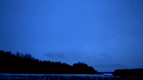 Tausende-Europäischer-Stare-Murmeln,-Bevor-Die-Vögel-Sich-Am-Kalten-Winterabendhimmel-In-Cumbria-Niederlassen