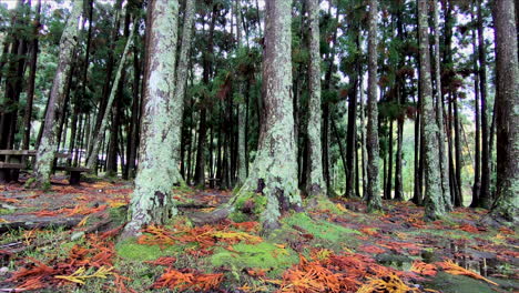 Trees-of-a-volcanic-forest,-inside-the-caldera-of-a-volcano,-by-the-Lagoa-das-Furnas-lake-on-the-island-of-Sao-Miguel-of-the-Portuguese-Azores
