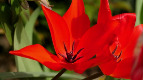 Close-up-of-a-red-star-shaped-flower-petal