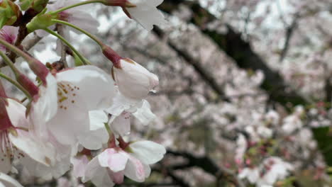 A-cherry-tree-full-of-pink-flowers-at-Inokashira-Park,-Japan