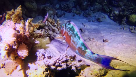 Colorful-fish-sitting-at-the-seabed