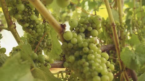 Bunched-ripe-sauvignon-blanc-awaits-harvest-on-the-vines