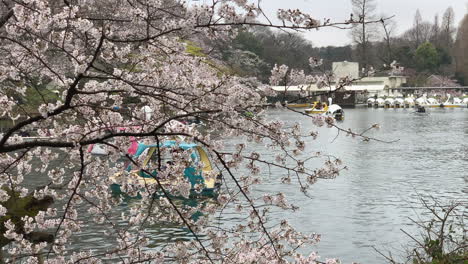 Boats-navigating-behind-cherry-blossom-by-the-lake-of-Inokashira-Park
