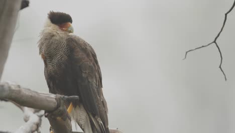 Caracara-looking-in-the-distance-on-cloudy-day