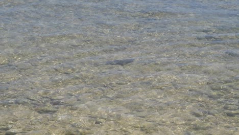 Cachorro-De-Tiburón-De-Arrecife-De-Punta-Negra-Nadando-En-Aguas-Poco-Profundas