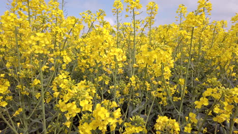Slow-Motion-Shot-of-Rapeseed-Flowers-Moving-in-the-Breeze